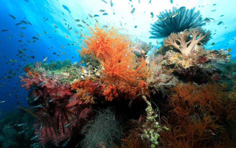 Plan the Ultimate Scuba Diving Trip in February or April: Choose Raja Ampat 2 biodiversity raja