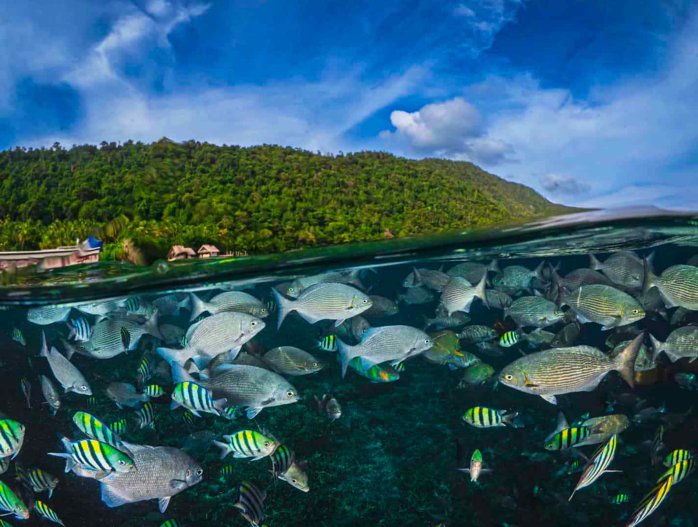 liveaboard diving trip - raja ampat north