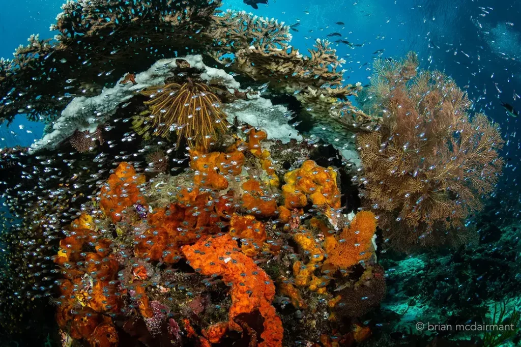 Raja Ampat Liveaboard vs Komodo Liveaboard: A Comprehensive Comparison 3 original 38 1