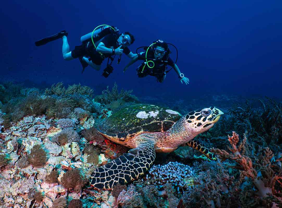 the diving - diving in group