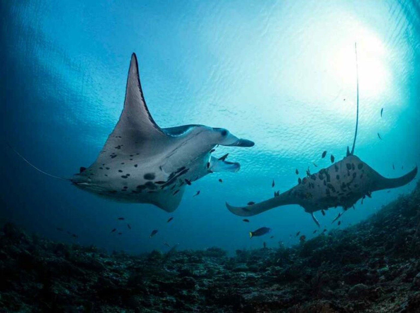 The Gian Manta Rays in Raja Ampat - La Galigo Liveaboard