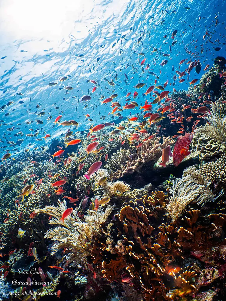 Anthias overflowing in Komodo dive site