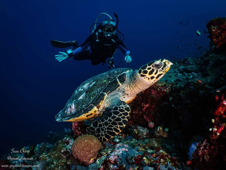 enjoying the mood Hawksbill turtle