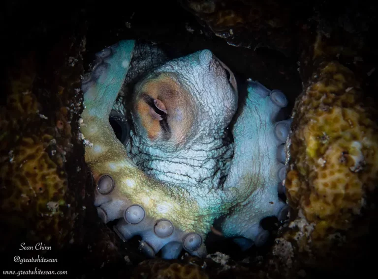 sleeping beauty of Octopus