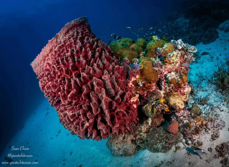 sponge reef in Komodo dive site