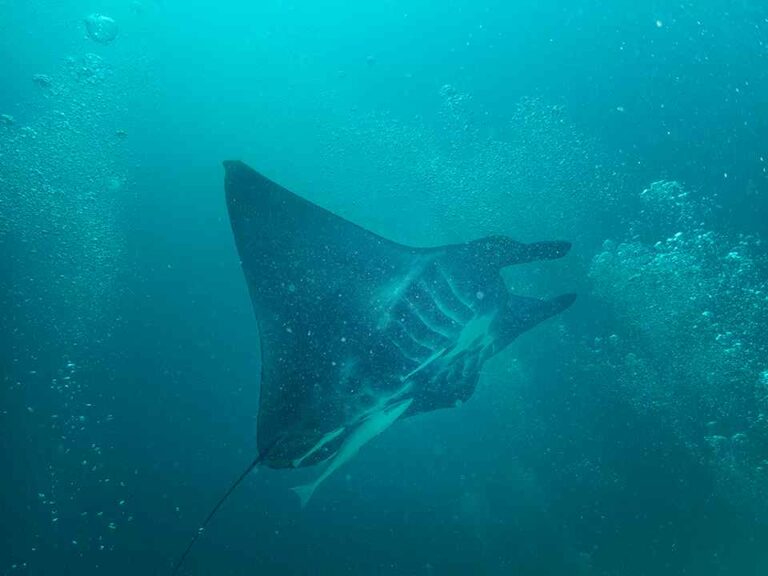 Snorkeling vs Scuba Diving: What’s the difference? 9 Snorkeling vs Scuba Diving Manta compressed