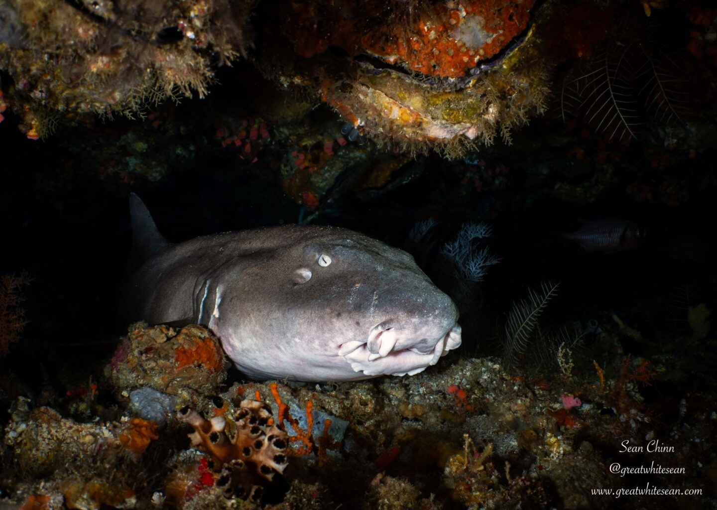 Night Diving Tips: Rules, Equipment, Signals, Unique - La Galigo Liveaboard