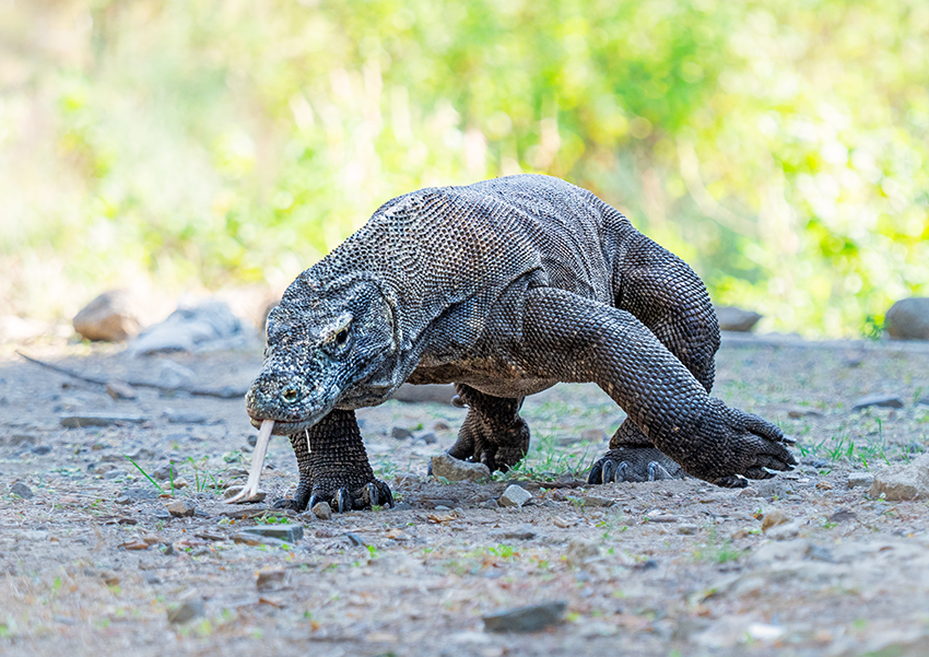 A Welcome Return (Part 2): Komodo National Park