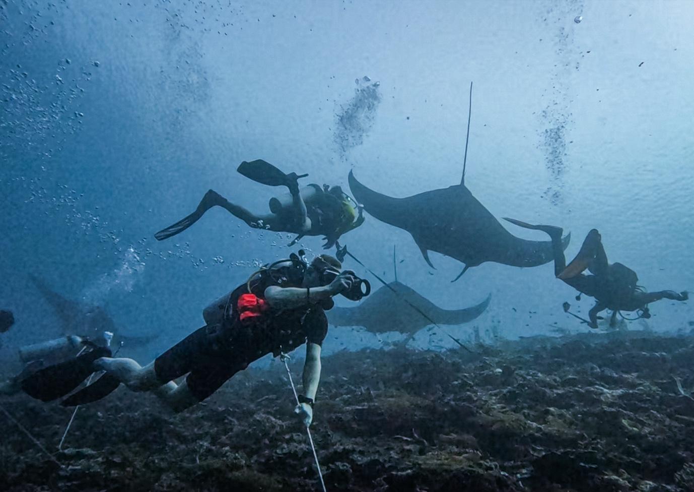 Manta Ridge - La Galigo Liveaboard