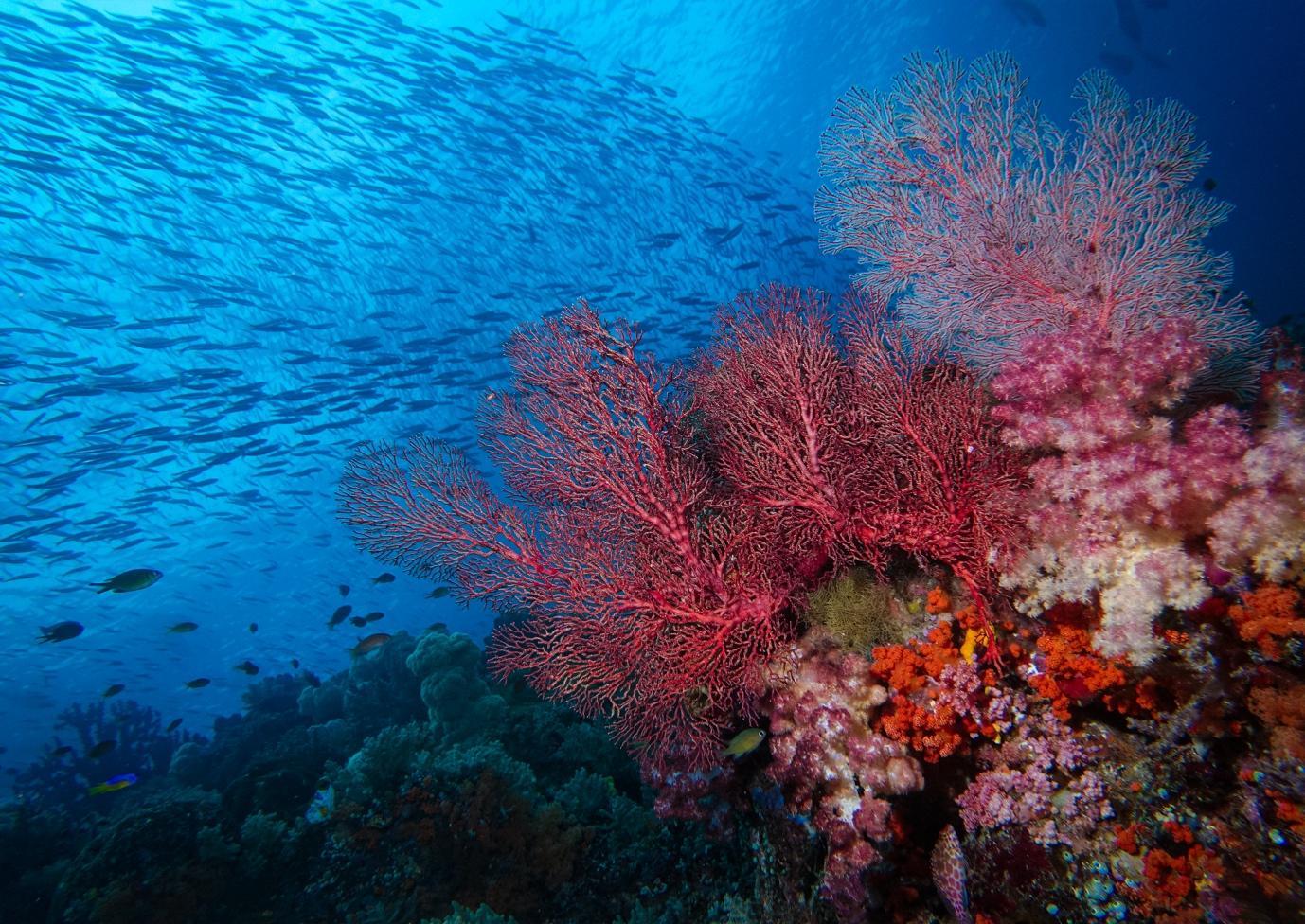 Blue Magic Dive Sites - La Galigo Liveaboard