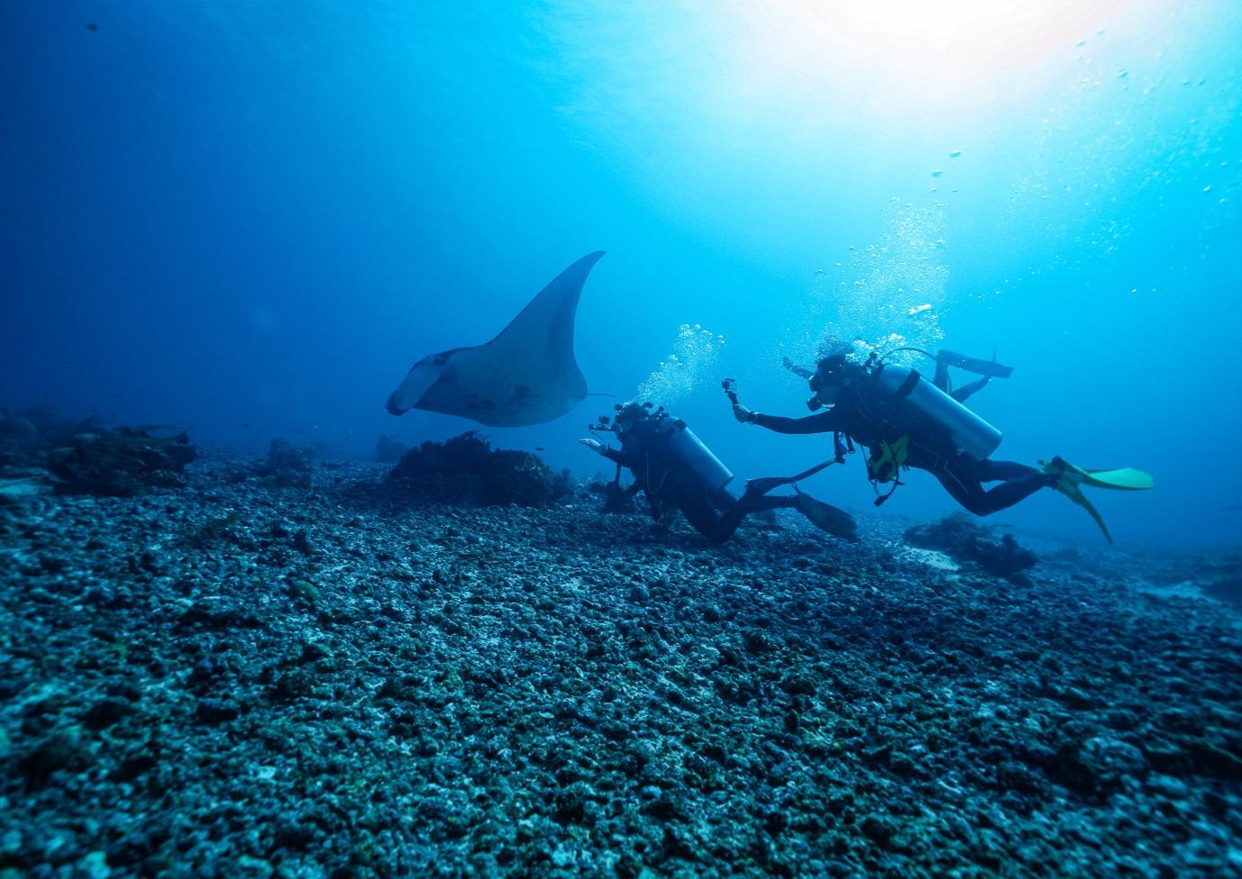 Manta Encounters in Raja Ampat - La Galigo Liveaboard