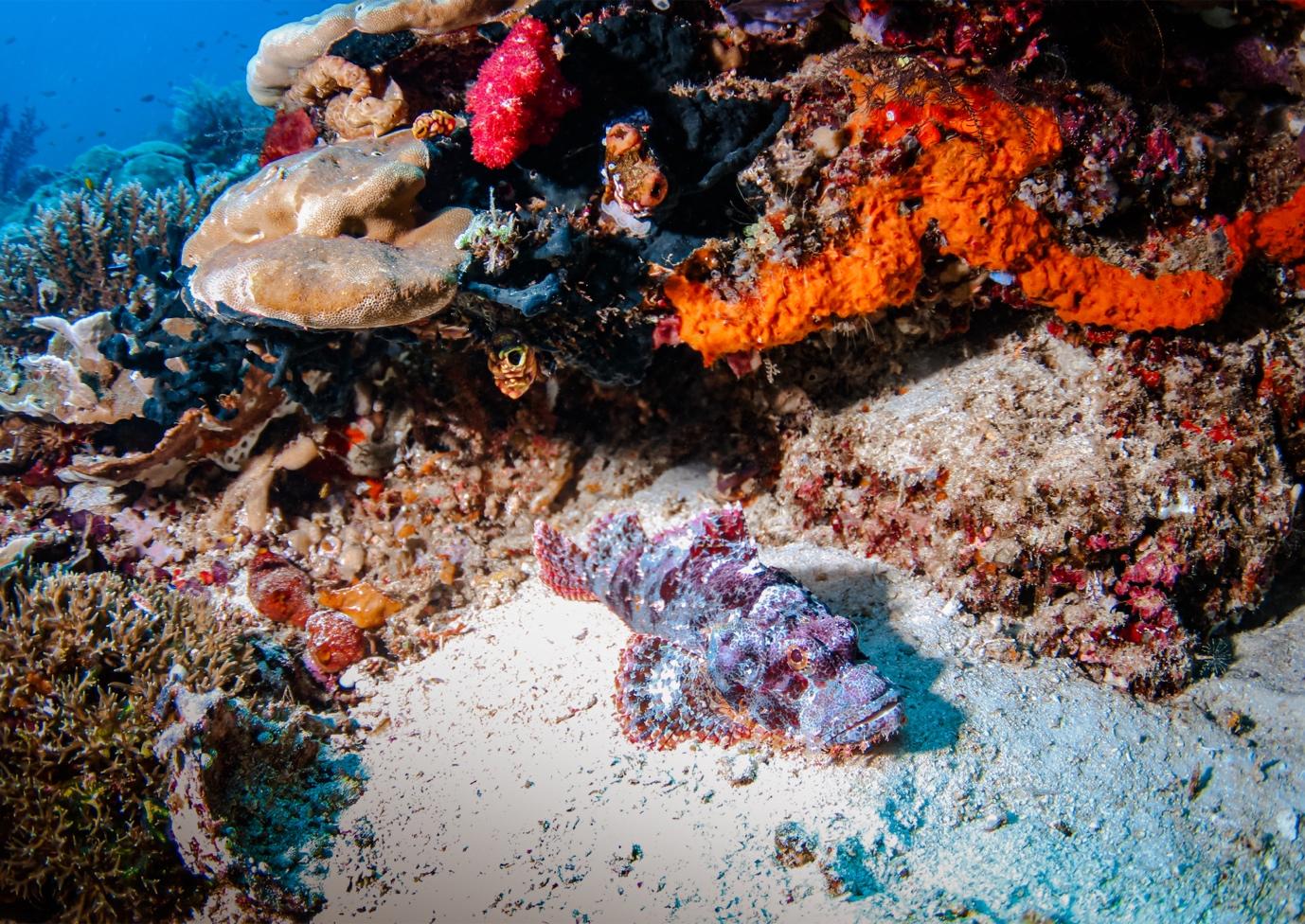 Marine Biodiversity - La Galigo Liveaboard