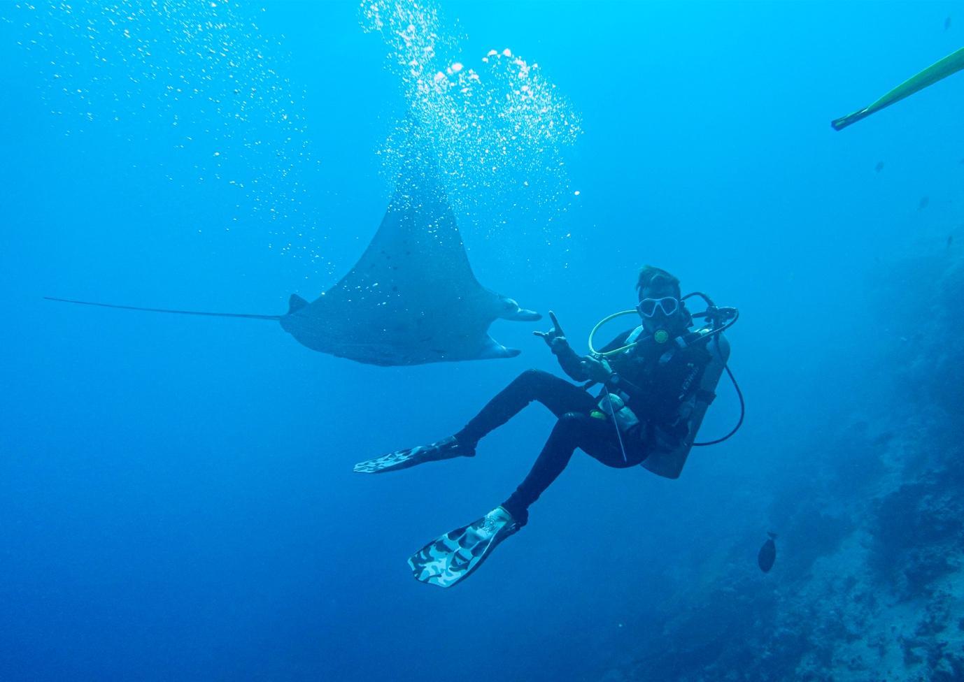 Swimming with Manta Rays - La Galigo Liveaboard