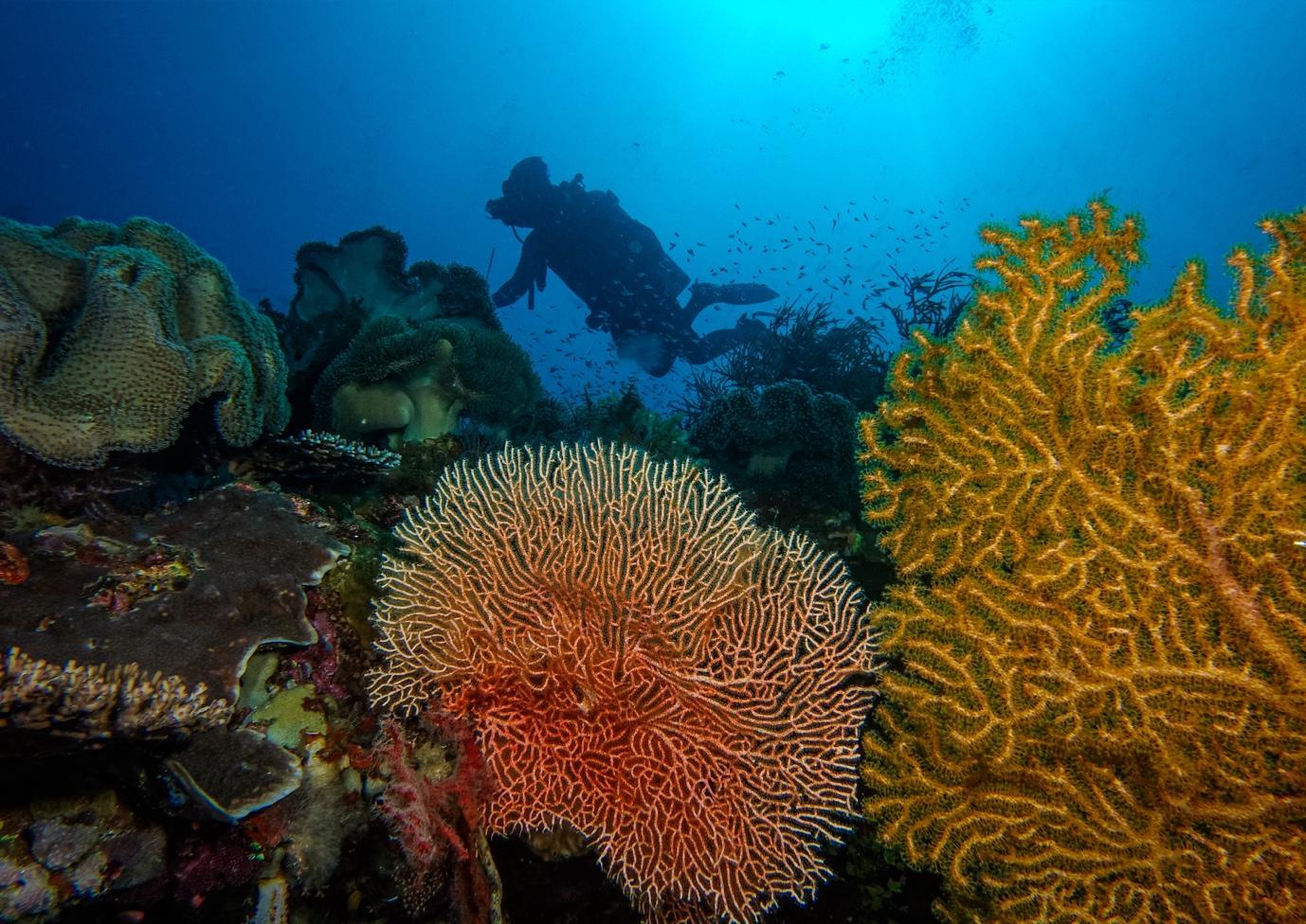 The Passage Dive Sites - La Galigo Liveaboard