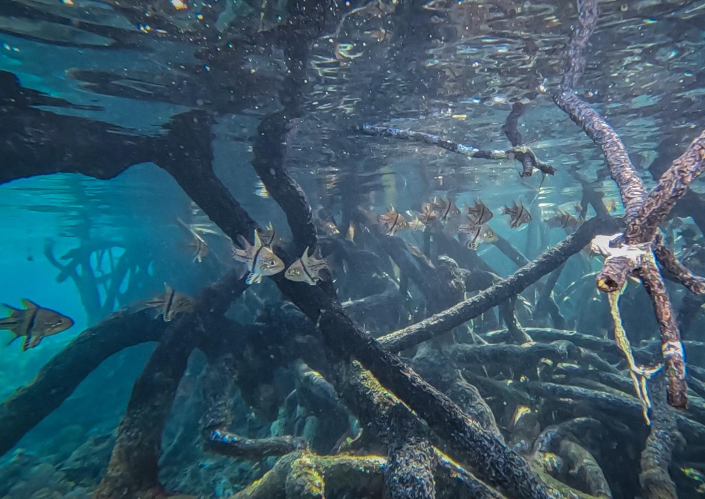 Batanta Island's Mangroves - La Galigo Liveaboard