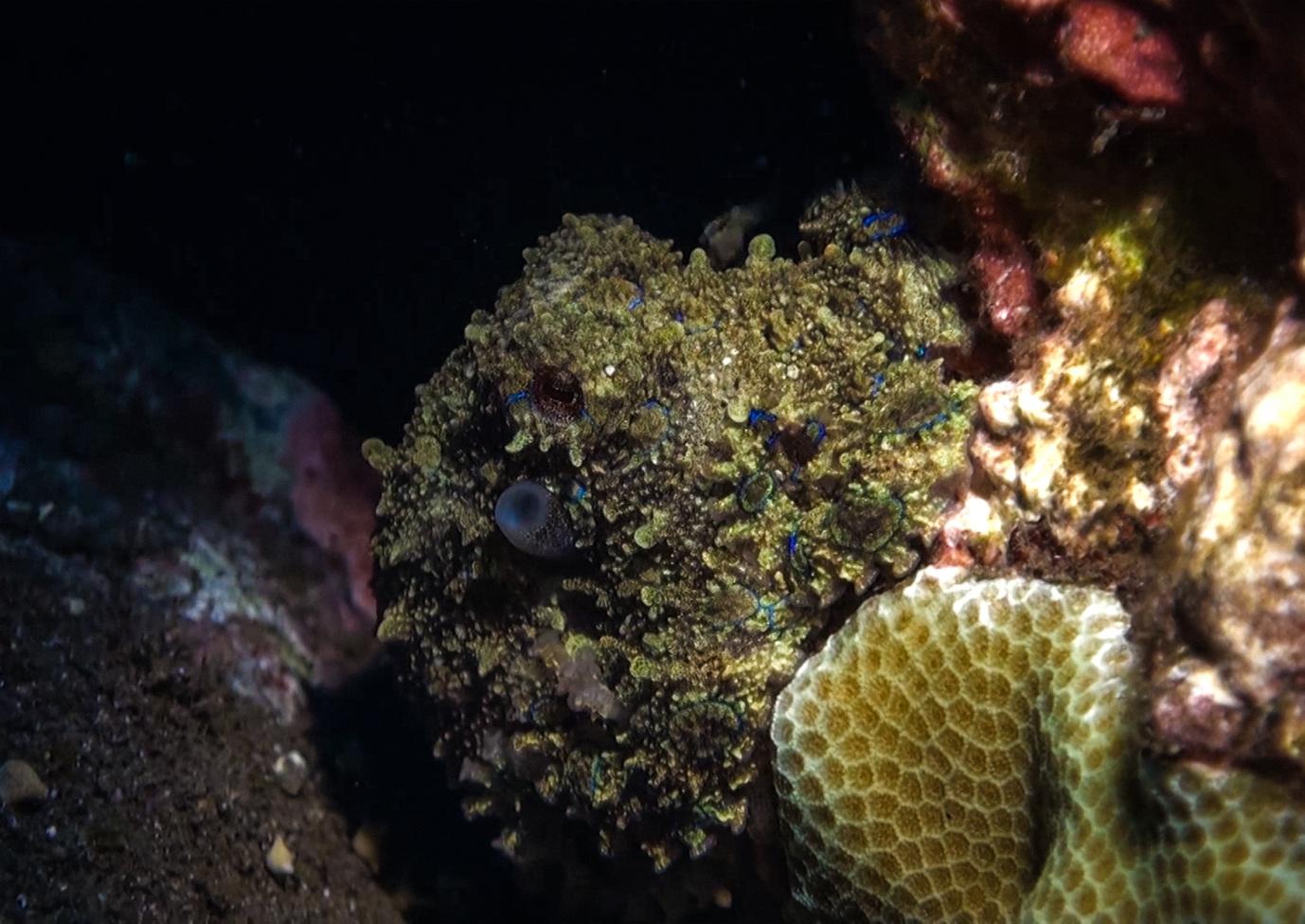 Blue Ring- Octopuses - La Galigo Liveaboard Diving