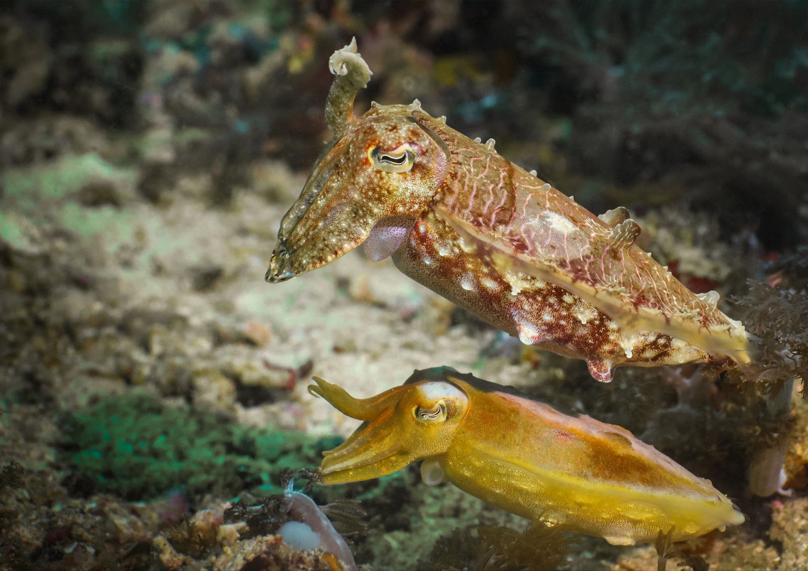 Cape Kri-Mucky Cuttle Fish - La Galigo Liveaboard