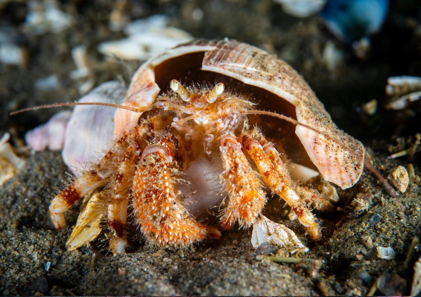 Commensalism Sea Underwater - La Galigo Liveaboard Diving