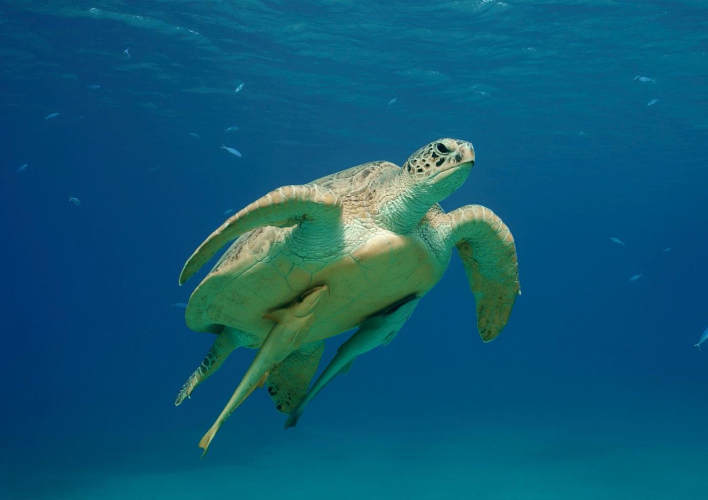 Eight examples of symbioti relationships from the Ocean - La Galigo Liveaboard Diving