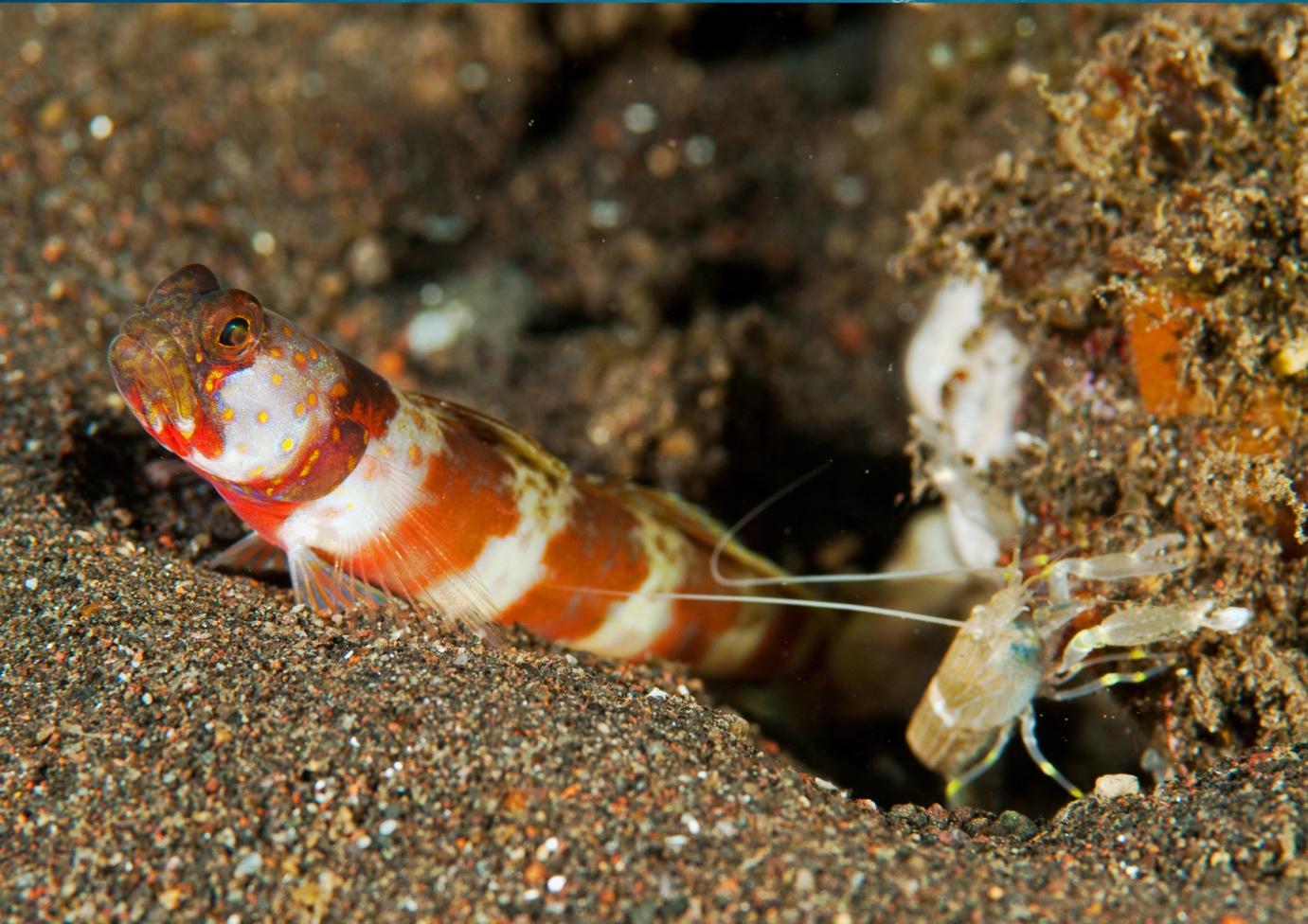 Gobies and Alpheid Shrimps - La Galigo Liveaboard Diving