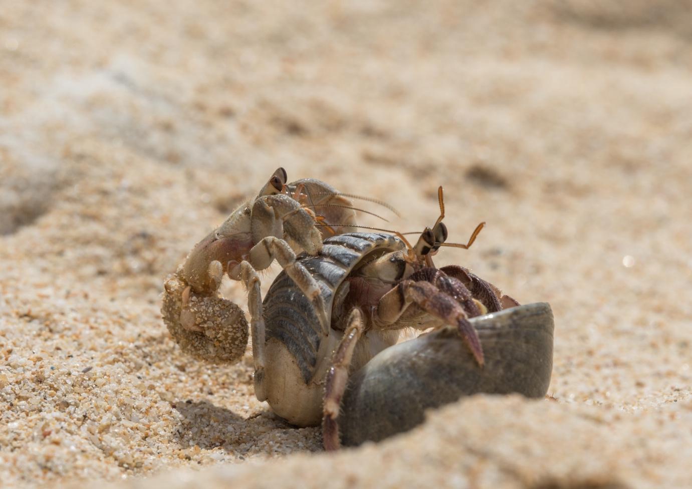 Hermit crabs make use of gastropod shells - La Galigo Liveaboard Diving