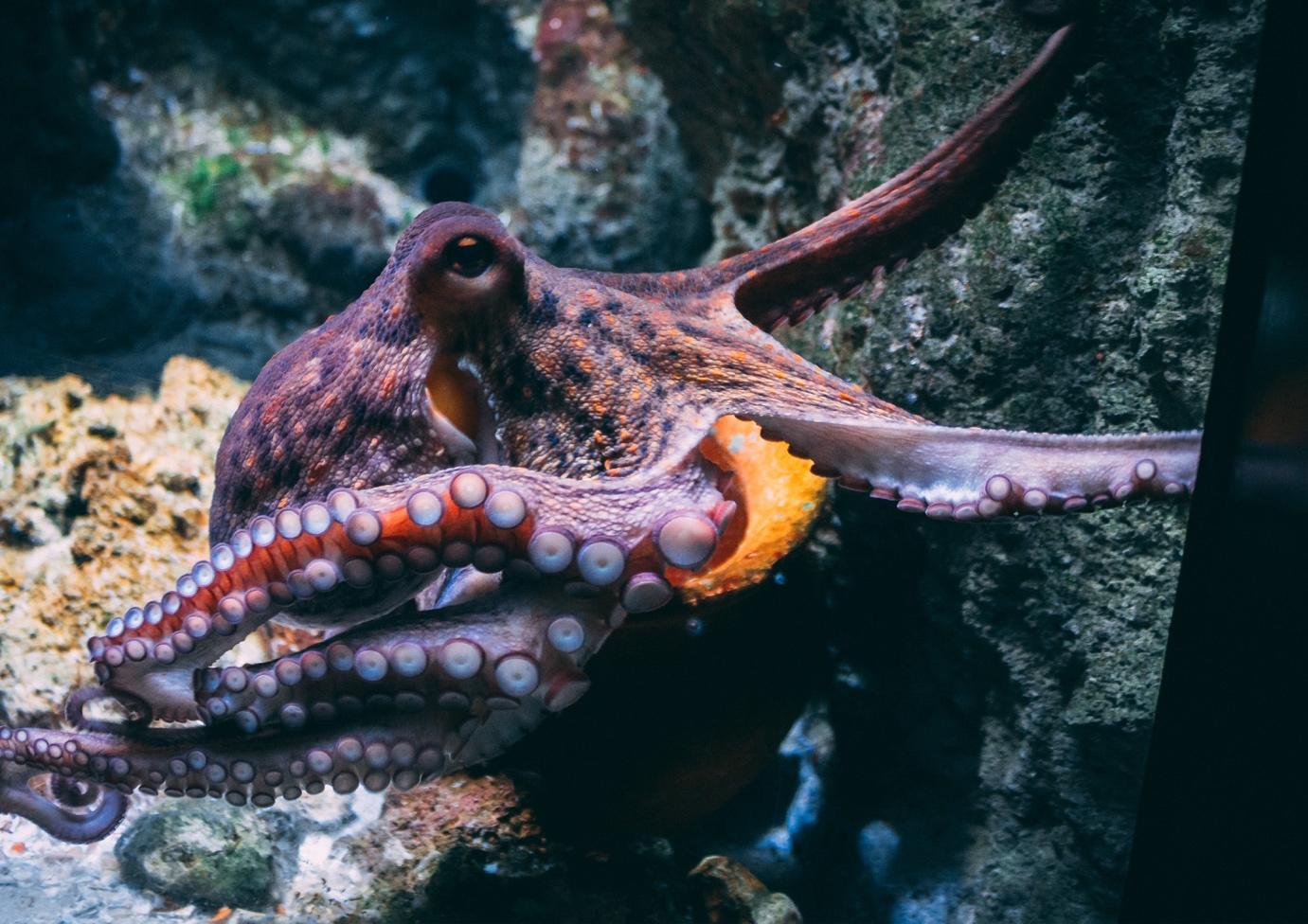 Octopuses and Groupers - La Galigo Liveaboard Diving