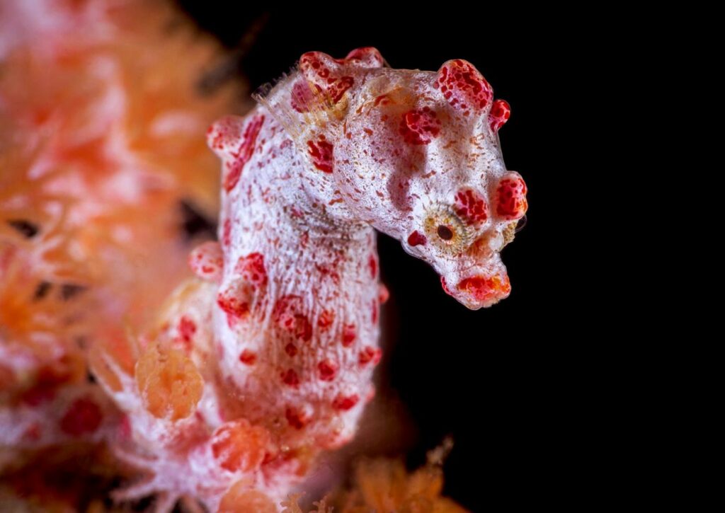 Pygmy Seahorses - La Galigo Liveaboard