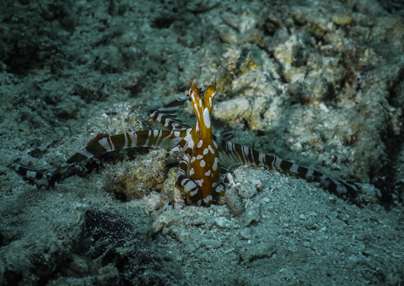 Wonderpus Octopuses - La Galigo Liveaboard