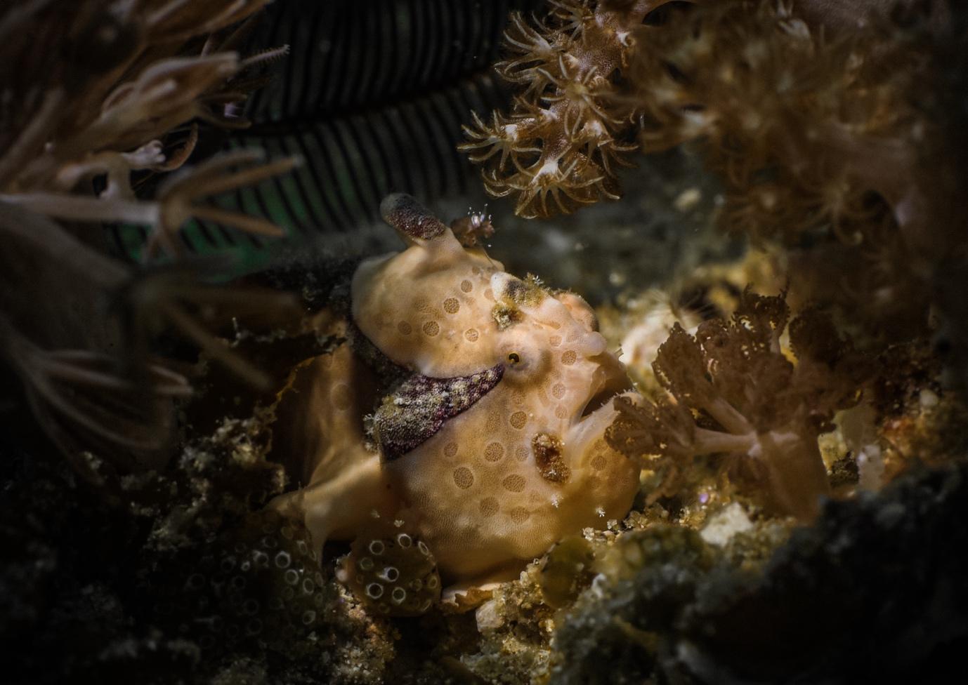 Arborek Jetty - La Galigo Liveaboard