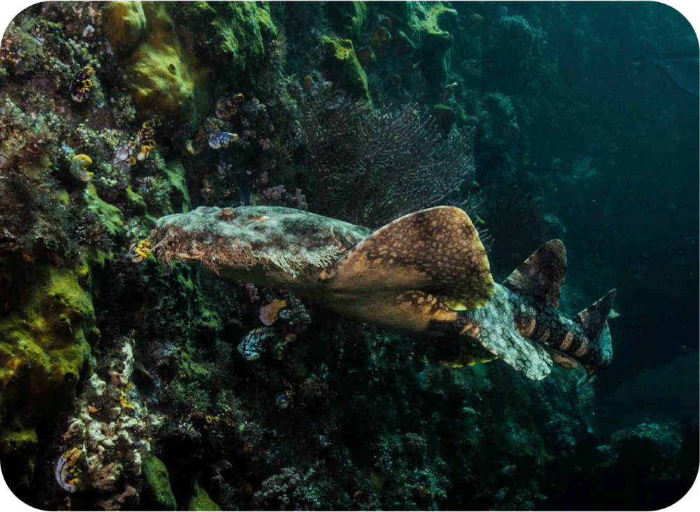 Day 1 Sorong to Waisai 9 Days 8 Raja Ampat South - La Galigo Liveaboard