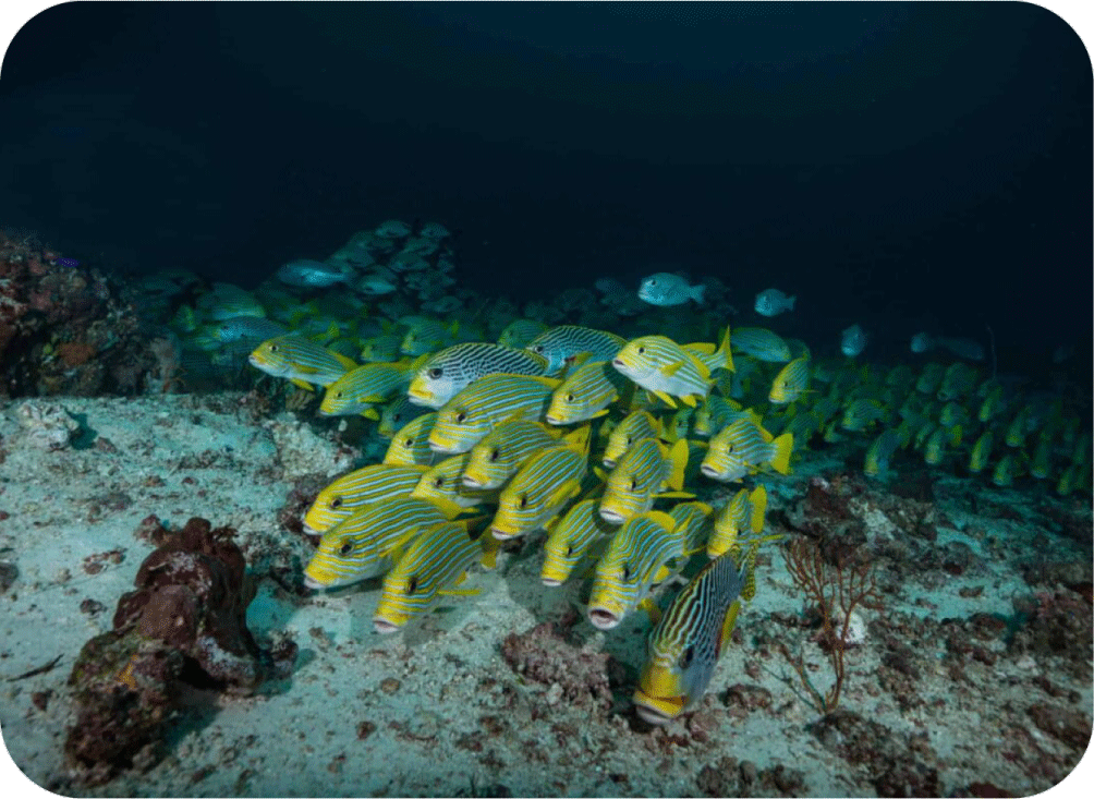 Day 1 - Dampier Strait - La Galigo Liveaboard