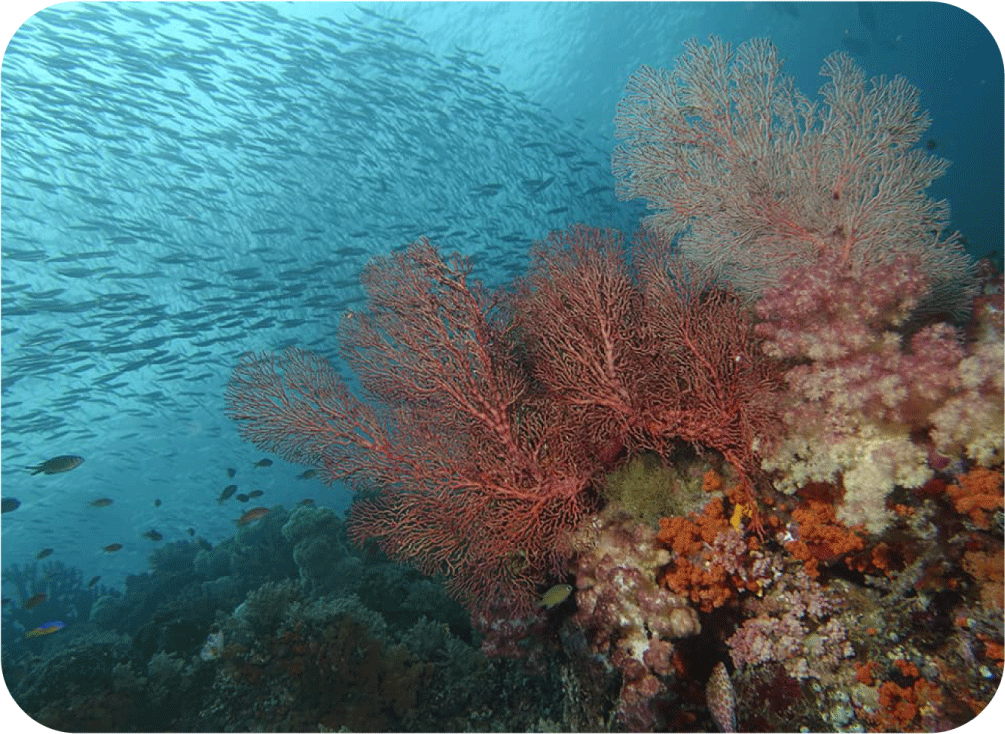 Day 2.2 - Dampier Strait - La Galigo Liveaboard