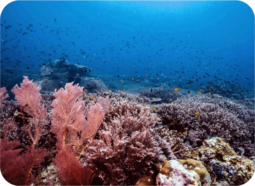 Day 1 Dampier Strait 9 Days 8 Raja Ampat South - La Galigo Liveaboard