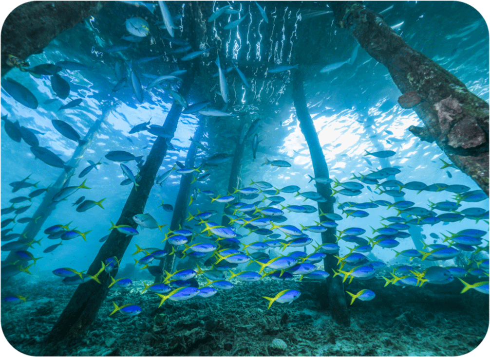 Day 3 - Dampier Strait - La Galigo Liveaboard