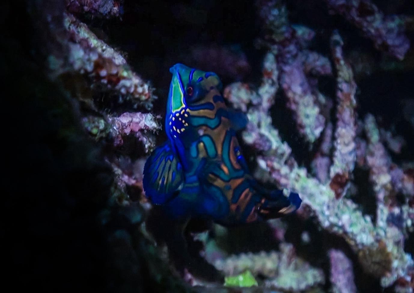 Mandarin Fish - La Galigo Liveaboard Diving