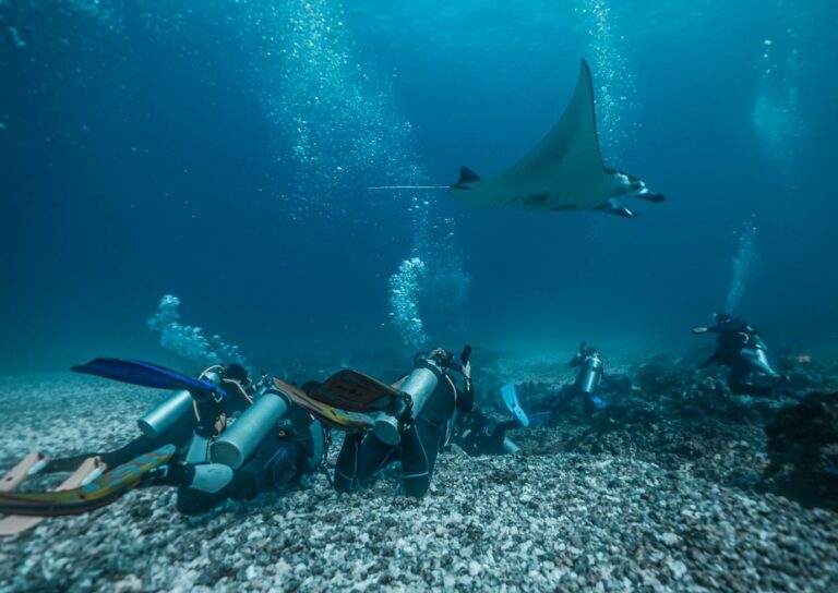 Manta Ray Spectacle - La Galigo Liveaboard