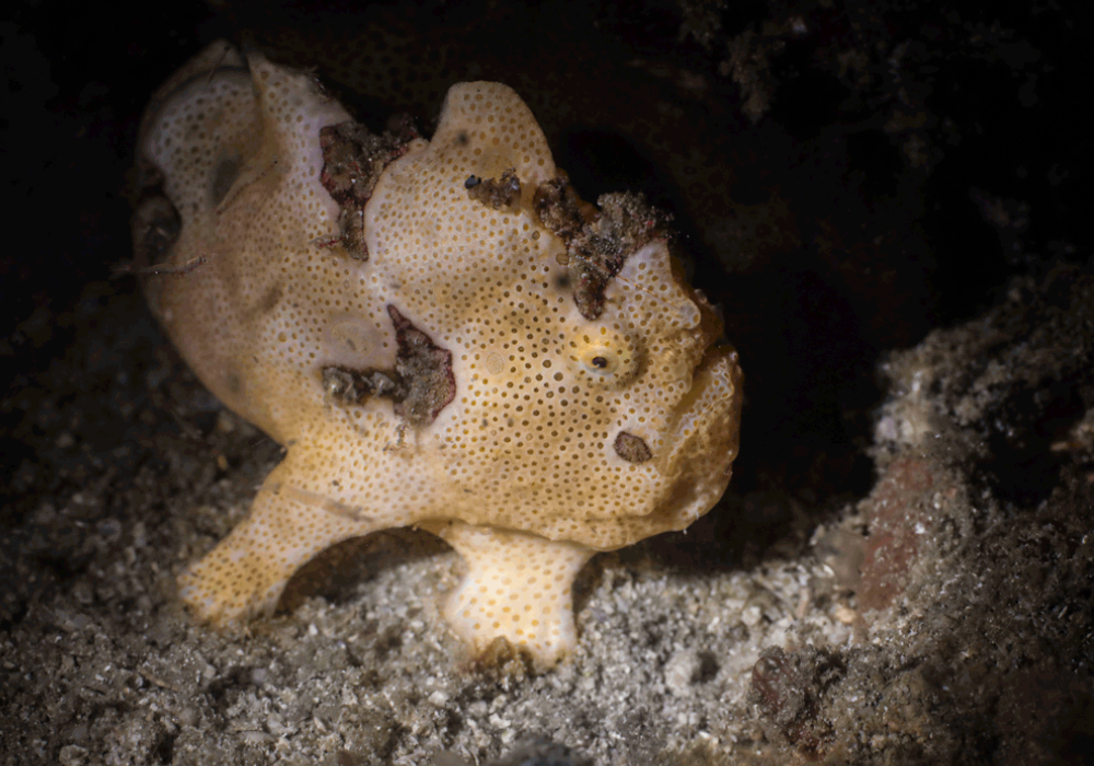 Muck Diving Marine Life - La Galigo Liveaboard