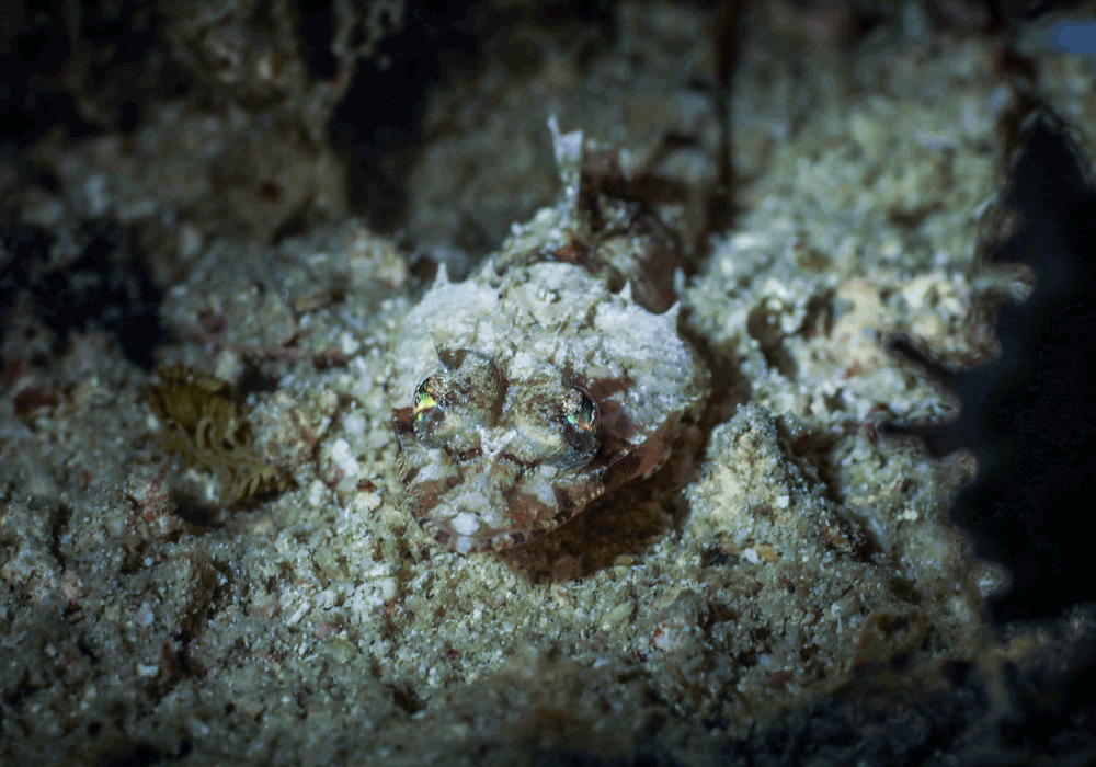 Muck Diving Marine Life - La Galigo Liveaboard