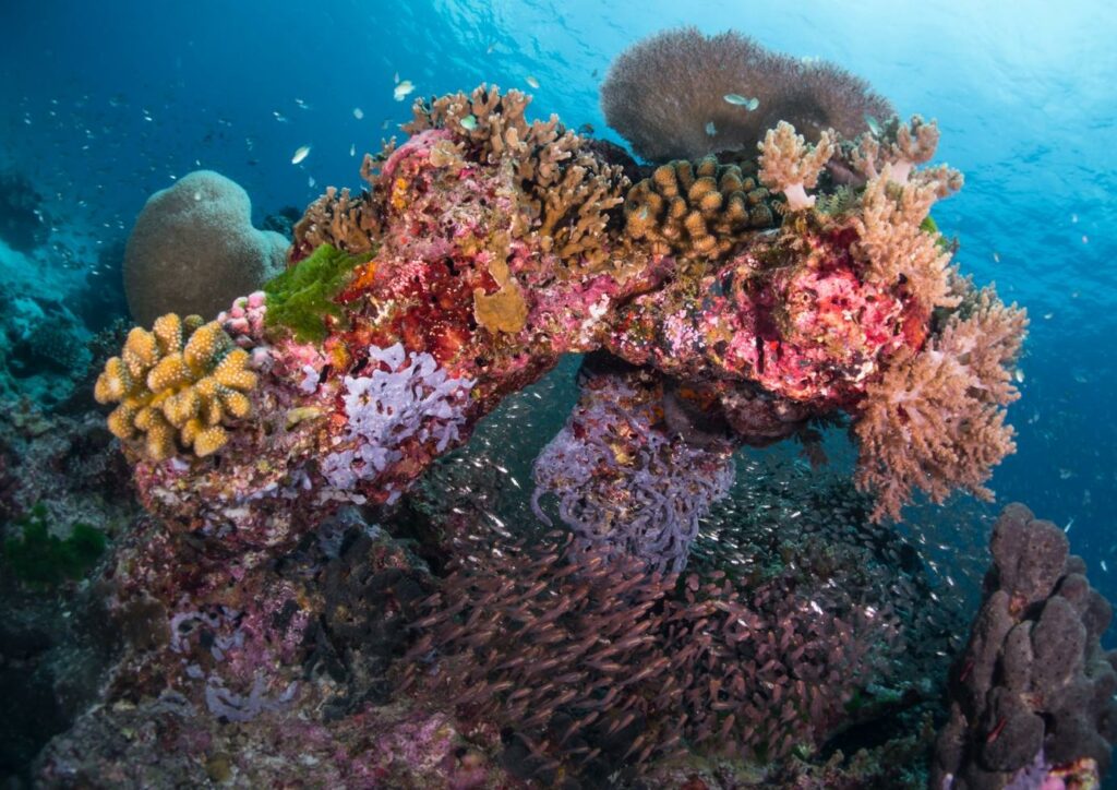 Mutualism Sea Underwater - La Galigo Liveaboard Diving