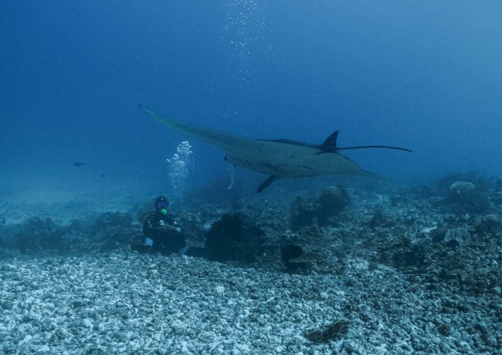 Raja Ampat Manta Season - La Galigo Liveaboard