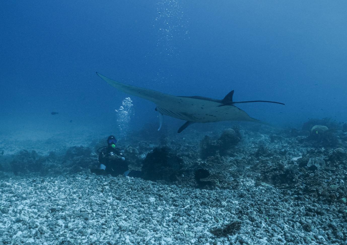 Raja Ampat Manta Season - La Galigo Liveaboard