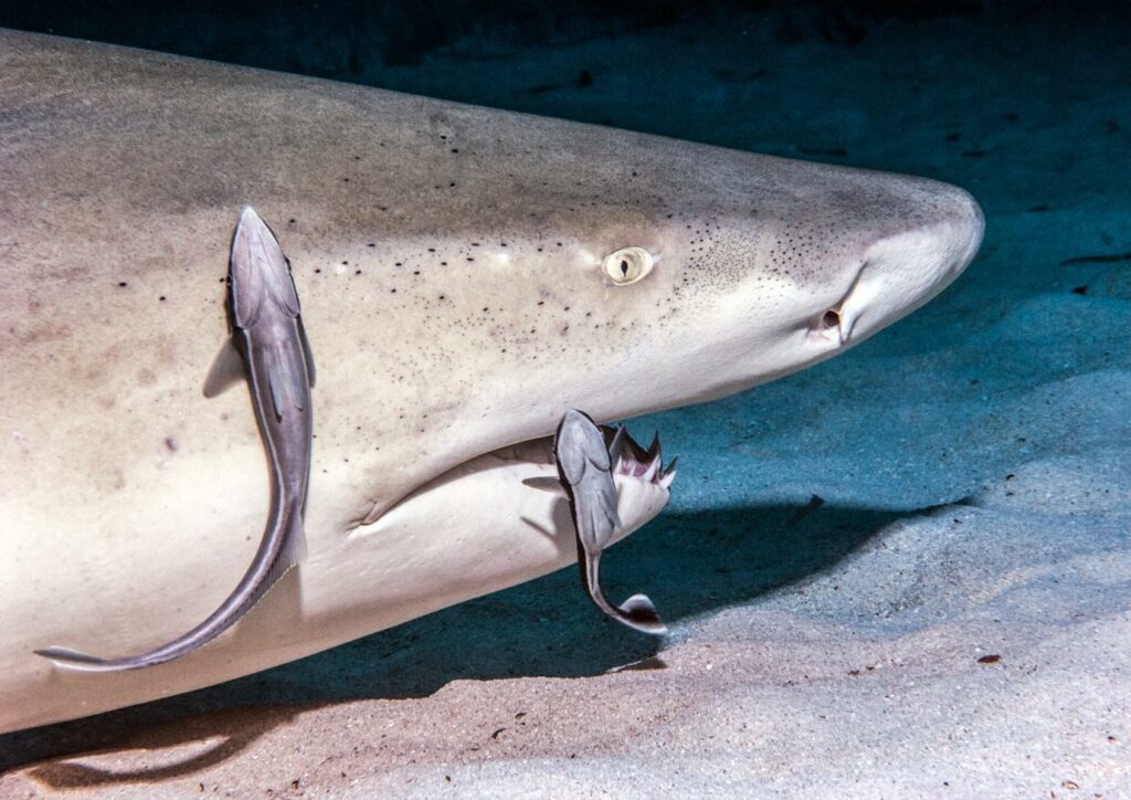 What is Symbiotic Relationship - La Galigo Liveaboard Diving