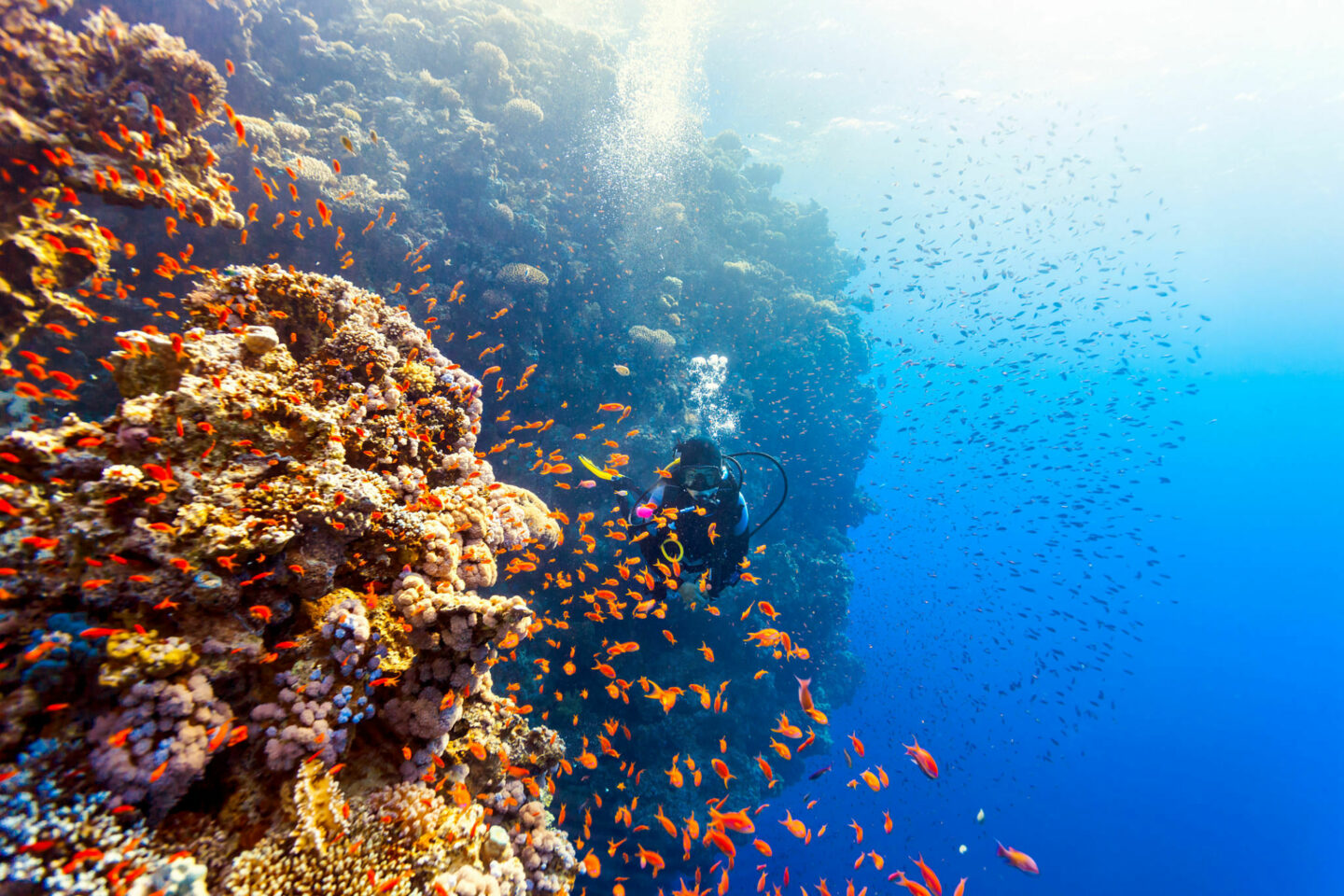 Solo Diving - La Galigo Liveaboard