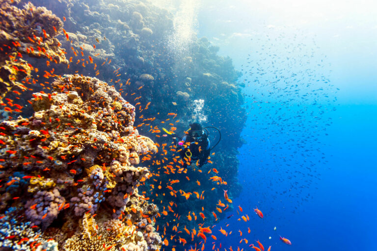 Solo Diving - La Galigo Liveaboard