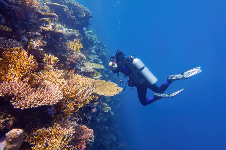 Wall Diving - La Galigo Liveaboard