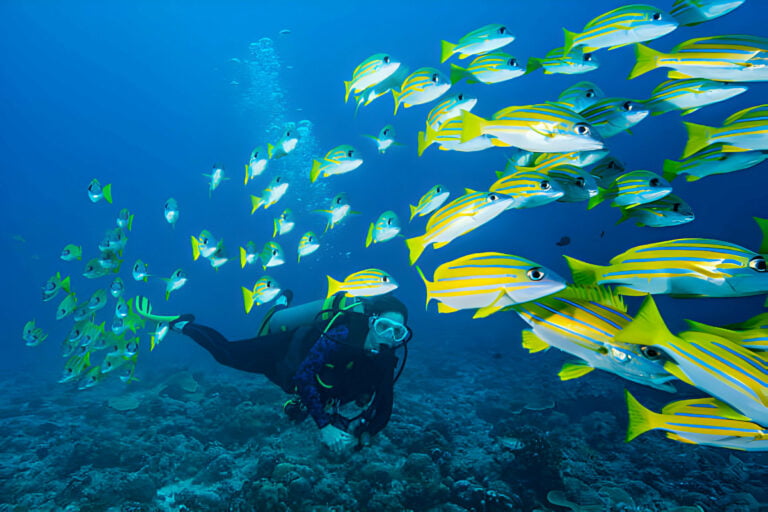 What is Drift Diving - La Galigo Liveaboard