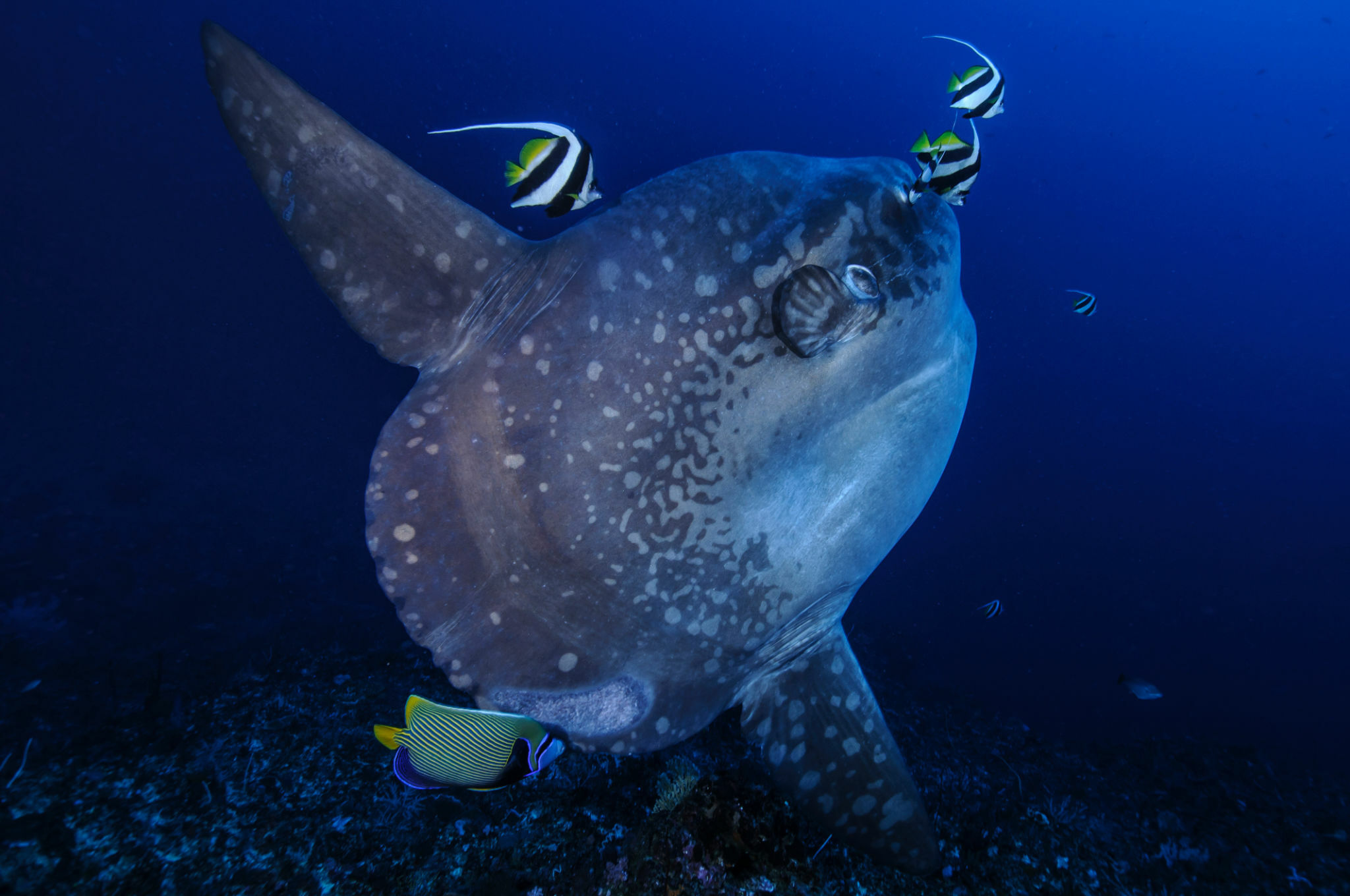 Ocean Sunfish: Characteristics, Habitat and Predators of the Mola - Mola - La Galigo Liveaboard