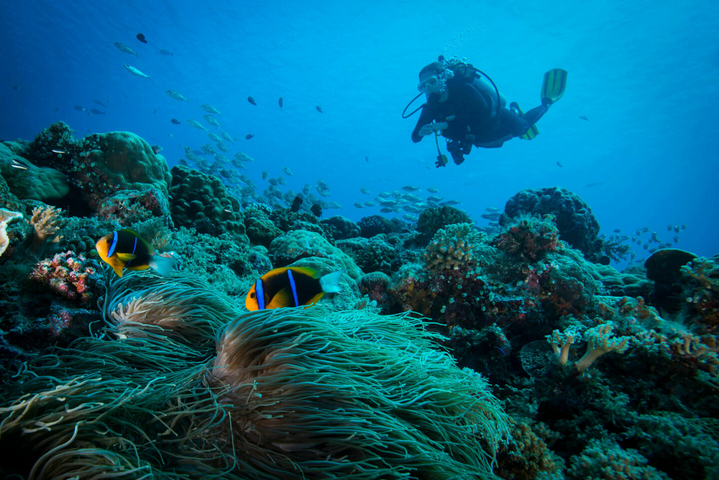 When you put your arm when scuba diving - La Galigo Liveaboard