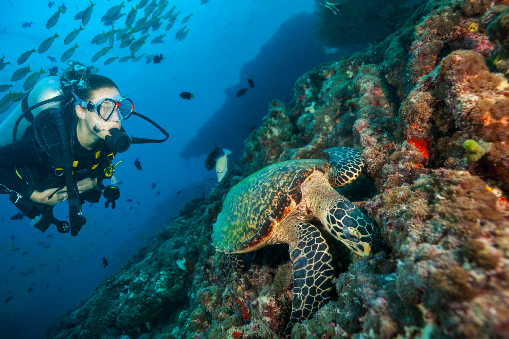 5 Biggest Threats that are Making Sea Turtles Extinct - La Galigo Liveaboard