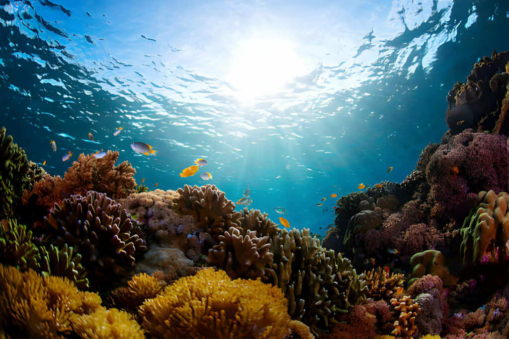 Supporting Marine Life Conservation, Why Should I Do it? - La Galigo Liveaboard